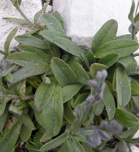 Da deteminare: Myosotis?